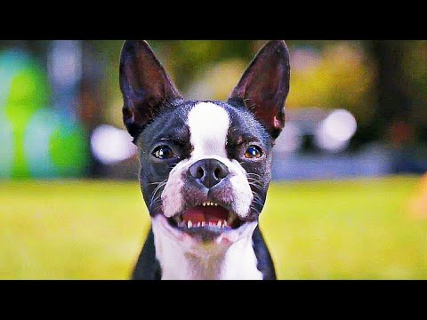 Отвязные дворняги — Русский трейлер (2023)