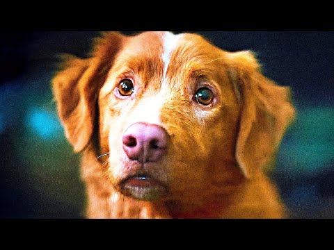 Глазами пса — Русский трейлер (Дубляж, 2025)