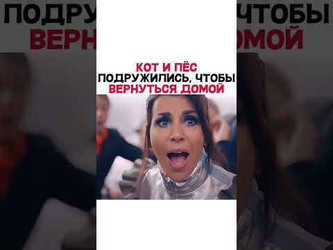 🍿Фильм Кот и пёс     📽Дата выхода 14 февраля 2024